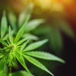 Legalizing Marijuana Leads to Higher Rates of Addiction
