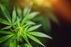 Legalizing Marijuana Leads to Higher Rates of Addiction